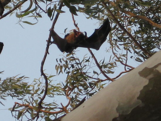Da haengt ja einer der kleinen Vampire !!