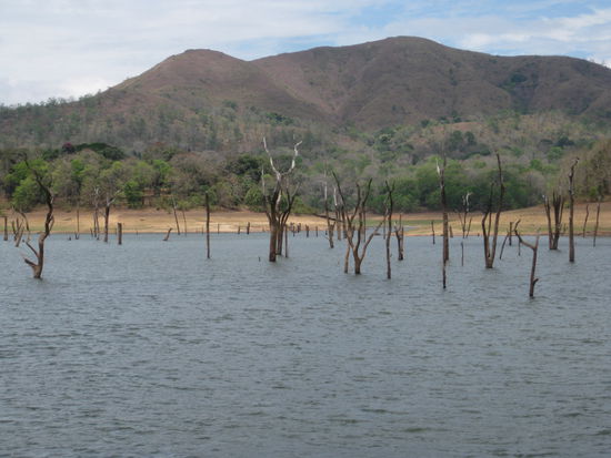 Die abgestorben Teakbaeume im See, das so ziemlich beste an dem Nationalpark