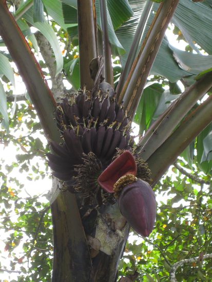 Wusstet Ihr das es auch rote Bananen gibt? Wir auf jeden Fall nicht.