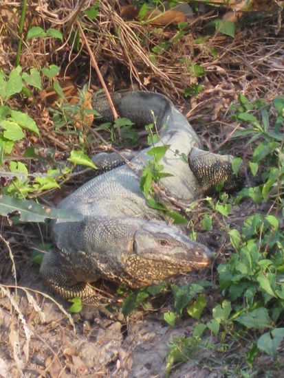 Der Alte Kerle laesst sich nicht stoeren
