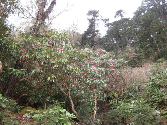 Rhododondren so weit das Auge reicht
