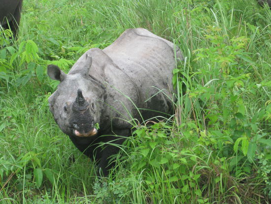 Hallo du kleiner Dickhaeuter