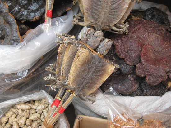 Was die nicht alles essen!!!!