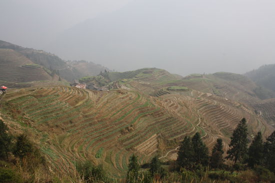 Reisterrassen so weit das Auge reicht