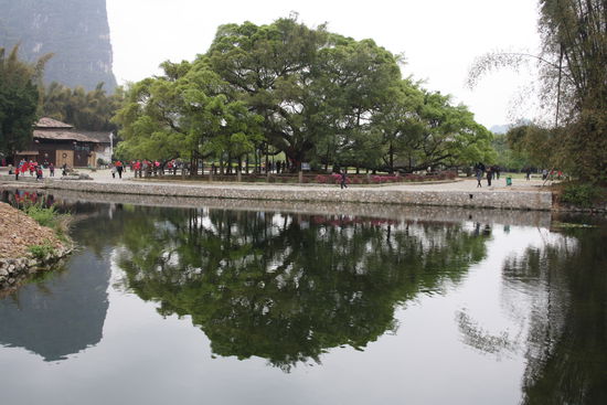 Wau was für ein riesiger Baum