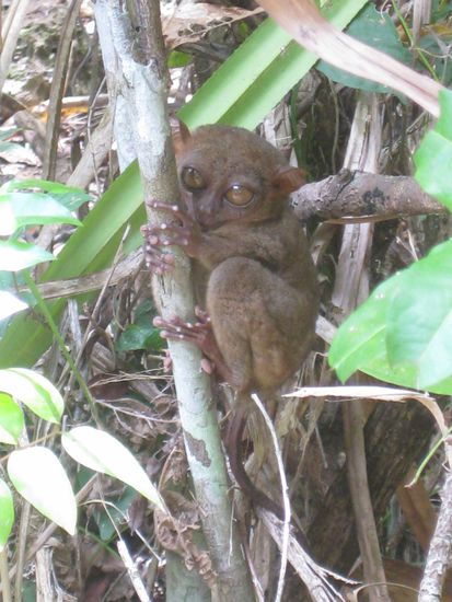 Das ist der winzige Tarsier mit seinen ueberdimensianal grossen Augen, da kukt er aber!!!!