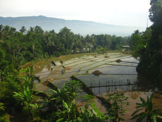 Reisfelder so weit das Auge reicht