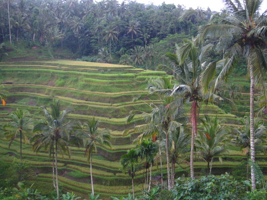 Reisfelder so weit man schauen kann.....