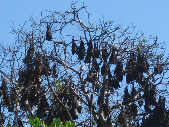 Da hangen die riesen Flughunde....