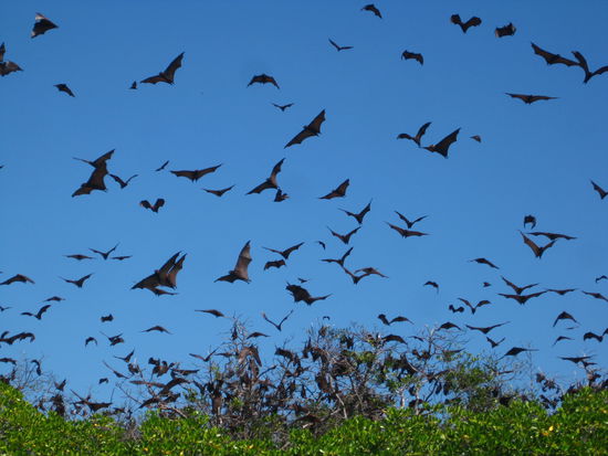 und schon fliegen sie ueber unseren Koepfen rum.