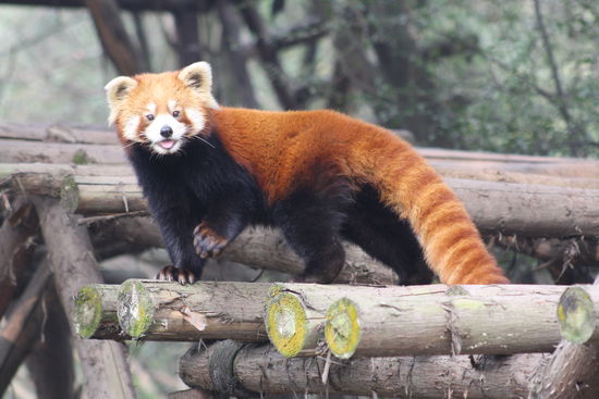 Auch die roten Pandabären durften nicht fehlen