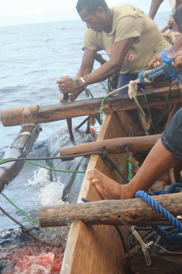 Die Erloesung fuer den Wal