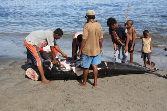 Jetzt wird der Wal in gerechte Stuecke zerlegt und an alle verteilt