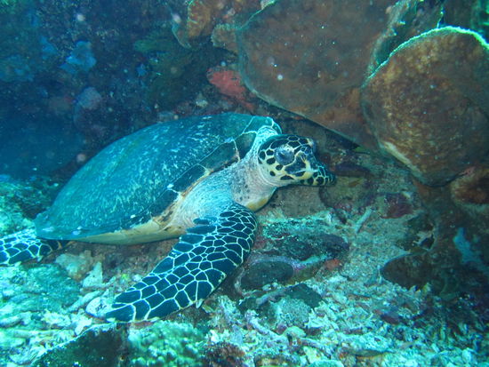 ...und besuchen ab und zu unsere neue Freundin