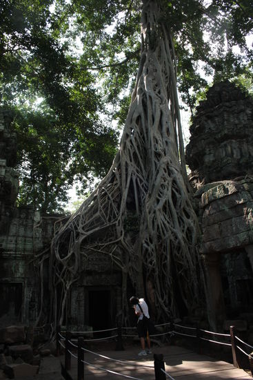 Sind das nicht fantastische Wurzeln