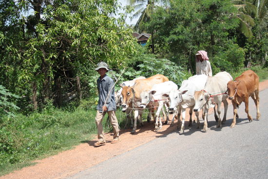 Hier gehen die Bauern noch jeden Tag mit den Kühen spatzieren