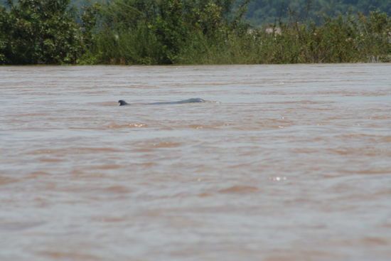 Da schwimmt der Irrawaddy Delphin