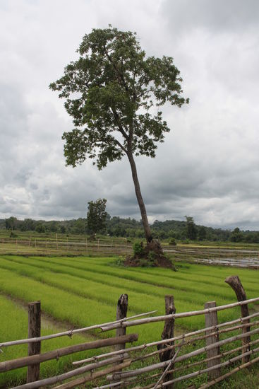 An saftig grüne Reisfeldern vorbei...