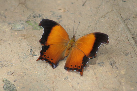 Die Insektenvielfalt ist hier einfach gewaltig