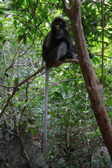 Anstelle der Lagune haben wir wenigstens diesen Affen gesehen