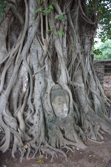 Ein sehr beliebtes Fotomotiv