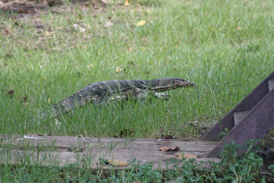 Solche süssen Tiere gibt es hier massenhaft