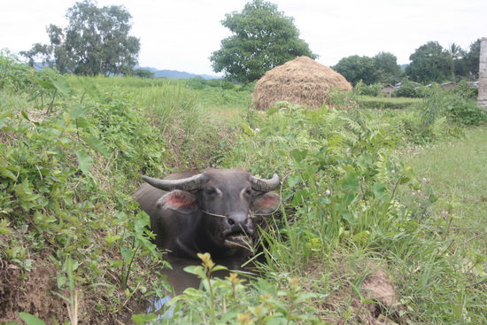 oder lieber im Schlamm