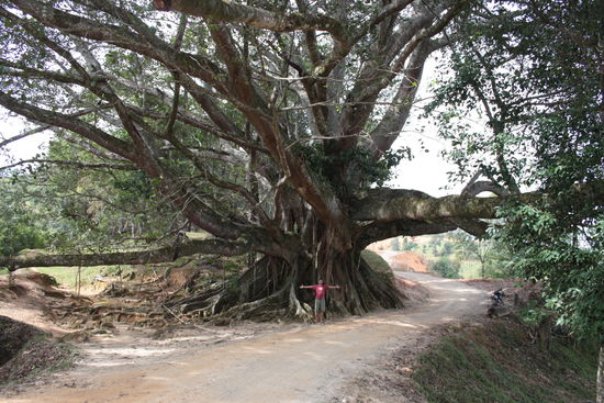 Auch riesen Bäume gibt es hier oben