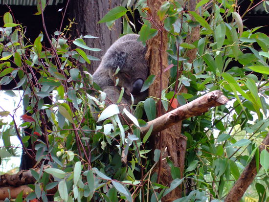 ein koala braucht 18stunden schlaf, so wie ich