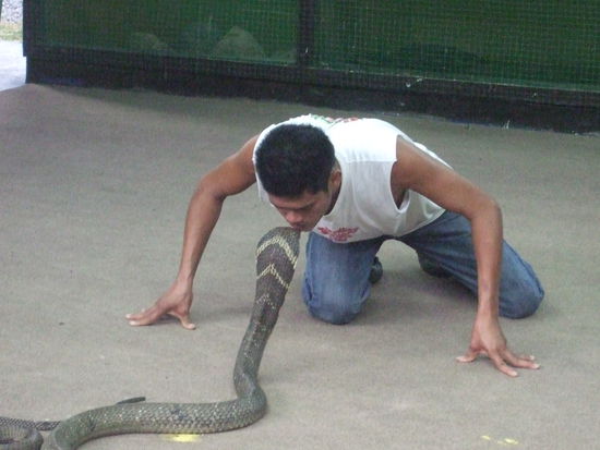 Kiss of the Cobra