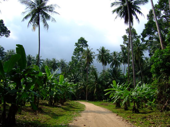 Unterwegs im Dschungel