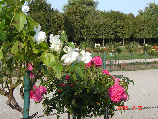 2006 Wien - Schloss Schönbrunn, im Rosengarten