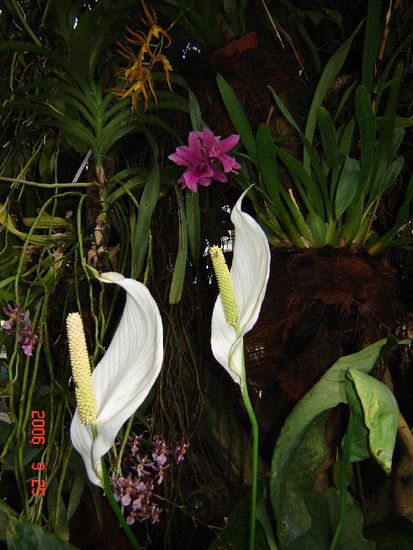 2006 Wien - Schloss Schönbrunn, Wunderwelt der Orchideen