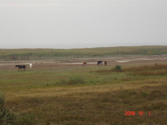 2006 Neusiedlersee - Naturschutzgebiet