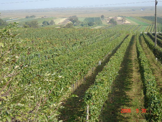 2007 Neusiedlersee - Weingärten so weit das Auge reicht!