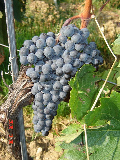 2006 Neusiedlersee - bereit zur Ernte