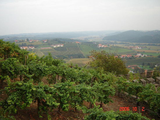 2006 Riegersburg - innerhalb der Burgmauern wird bereits seit der Gallerin auf einem 10 ha umfassenden Gebiet Weinbau betrieben. Heute sind die Rebgärten an umliegende Weinbauern verpachtet.