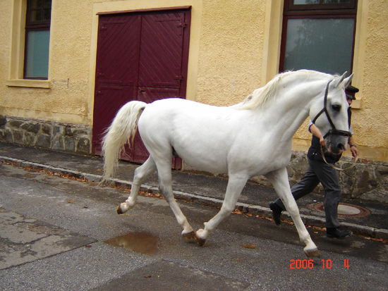 2006 Piber - das edle Pferd
