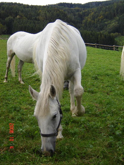 2006 Piber - auf der Weide