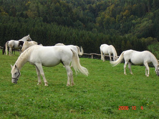 2006 Piber - die Stuten sind wieder trächtig.