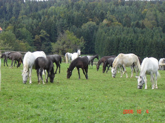 2006 Piber - friedliche Bilder