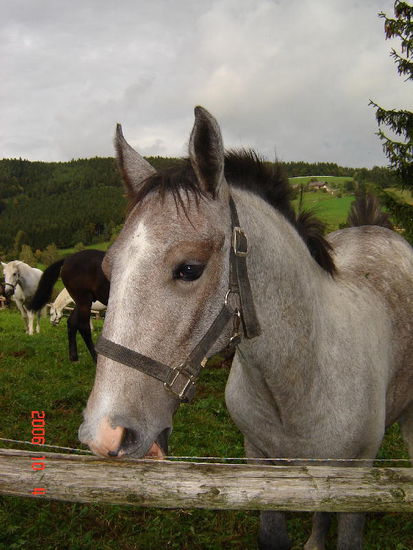 2006 Piber - der Nachwuchs