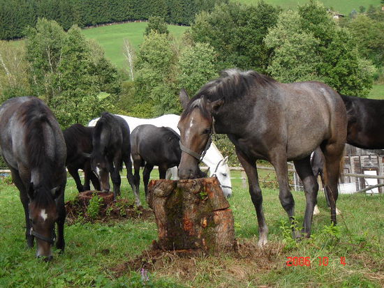 2006 Piber - die Fohlen werden dunkel geboren und verändern im Laufe der Zeit ihr Fell in die hellen Farben