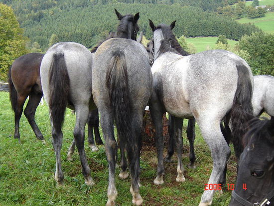2006 Piber - der Nachwuchs wird demnächst von den Müttern getrennt und auf eine Aussenstation verbracht. Den nächsten Sommer werden sie auf den Steirischen Alpen verbringen.