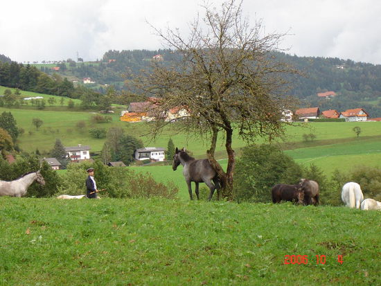 2006 Piber - wenn's juckt und beisst, hilft Klosterfrau Melissengeist oder  ein Baum kann auch Erleichterung bringen!