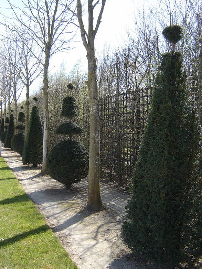 2007 Versailles - die Gärten; speziell geschnittene Bäume