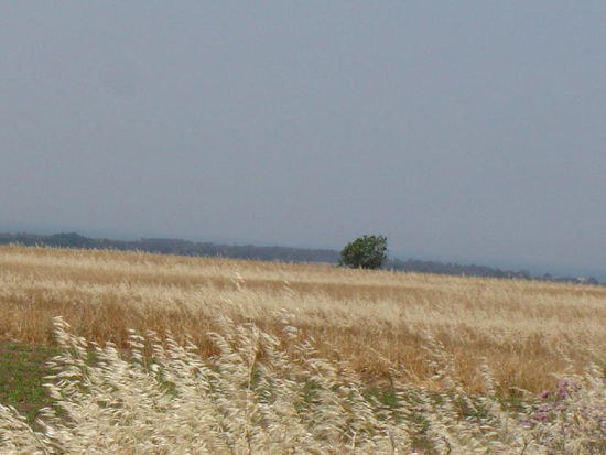 2007 Puglia - riesige Nutzflächen