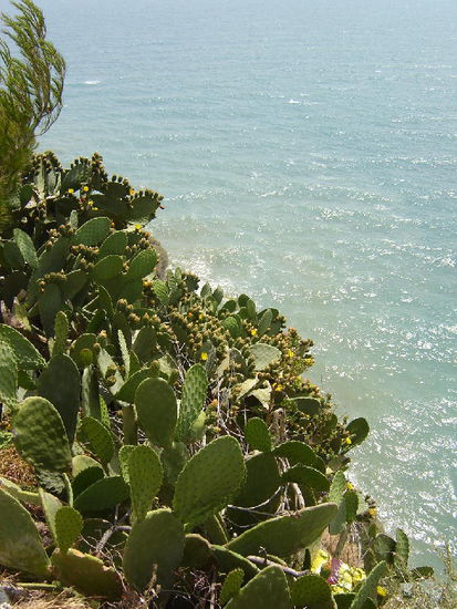 2007 Puglia - Vieste; Steilküste