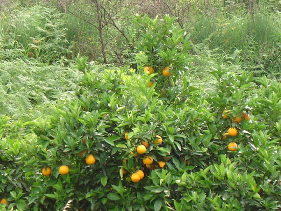 2007 RC - Orangenhaine