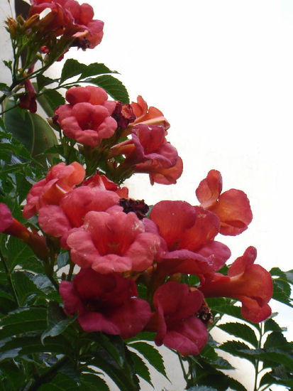 2007 RC - Blütenpracht